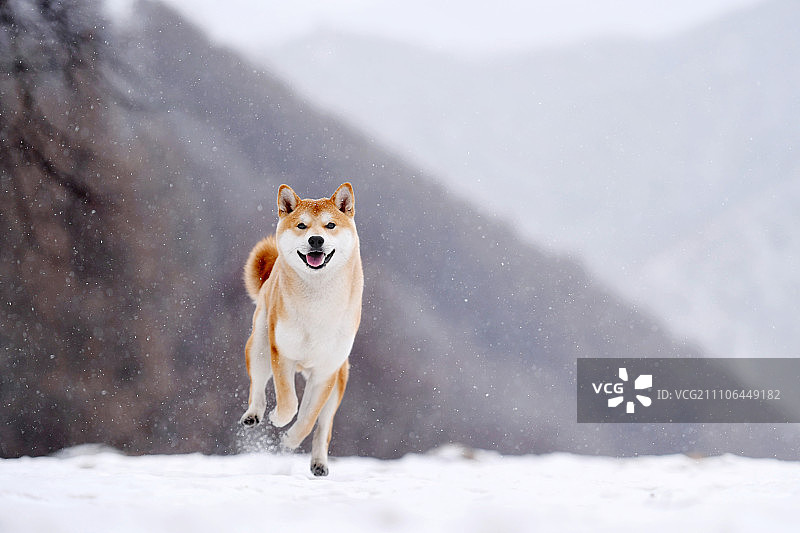雪山中的柴犬图片素材