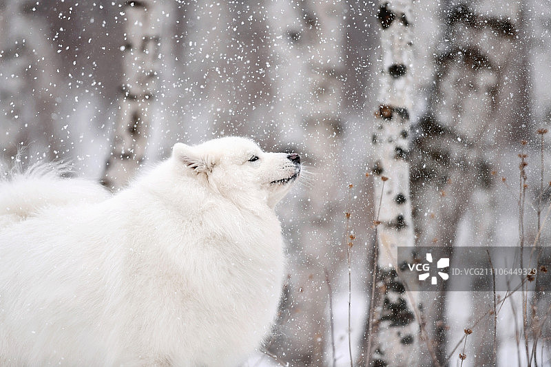 雪山中的萨摩耶图片素材