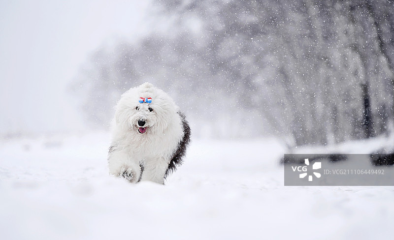 雪山中的古代牧羊犬图片素材