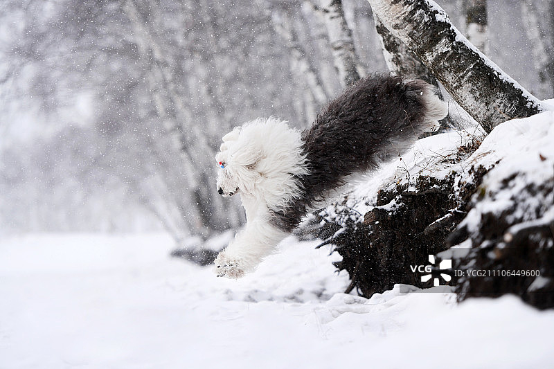 雪山中的古代牧羊犬图片素材