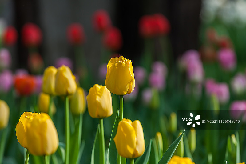 郁金香图片素材