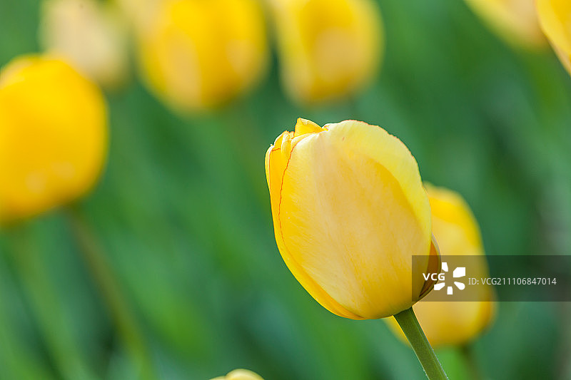 郁金香图片素材