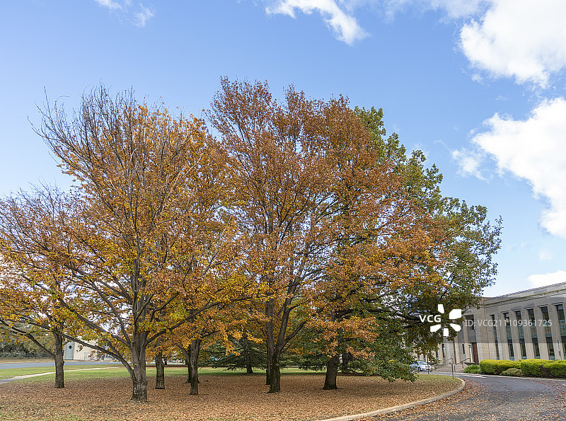 校园金秋图片素材