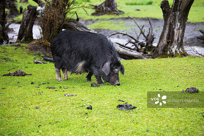 野猪图片素材