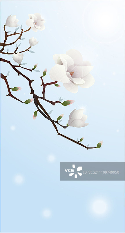 樱花树枝图片素材