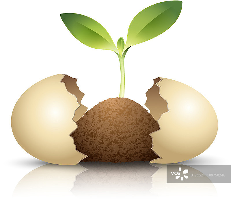 破鸡蛋里的花蕾图片素材