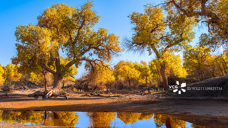 额济纳的胡杨图片素材