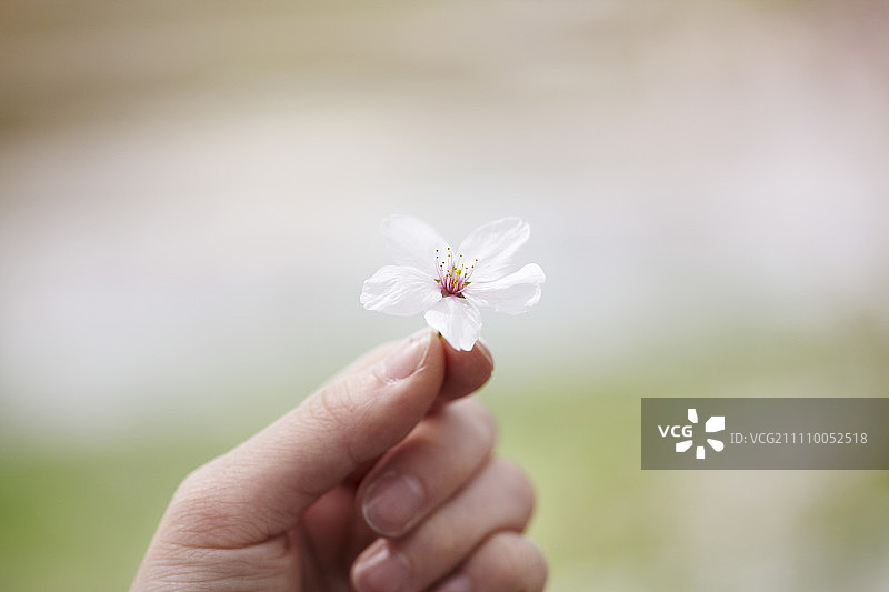 手持春天的花朵图片素材