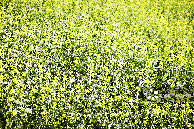 盛开着鲜花的黄色春季田野图片素材