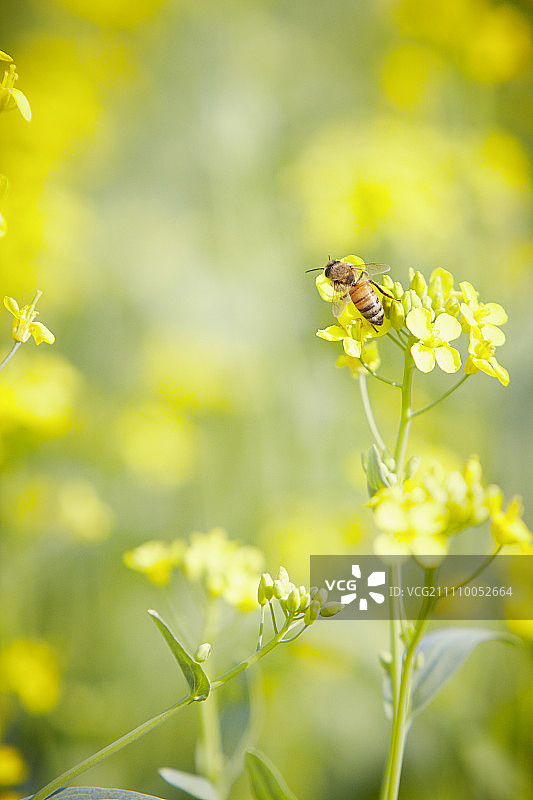 蜜蜂在春花上图片素材