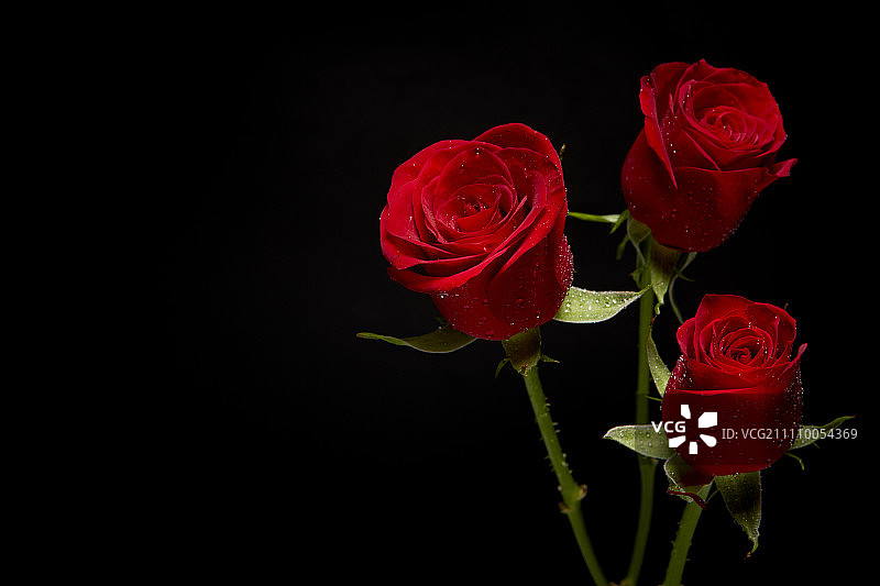 黑色背景上的玫瑰花特写图片素材