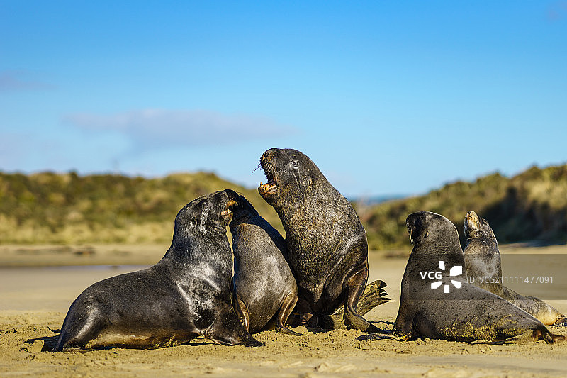 新西兰南岛野生雄性海狮求偶图片素材