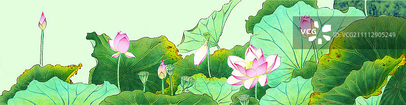 富贵金莲图片素材