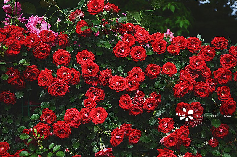 杭州西湖郭庄月季花展图片素材