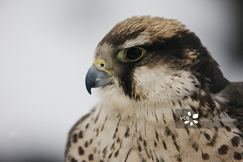 猎鹰特写图片素材
