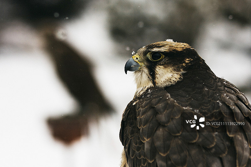 雪地背景下的猎鹰肖像图片素材