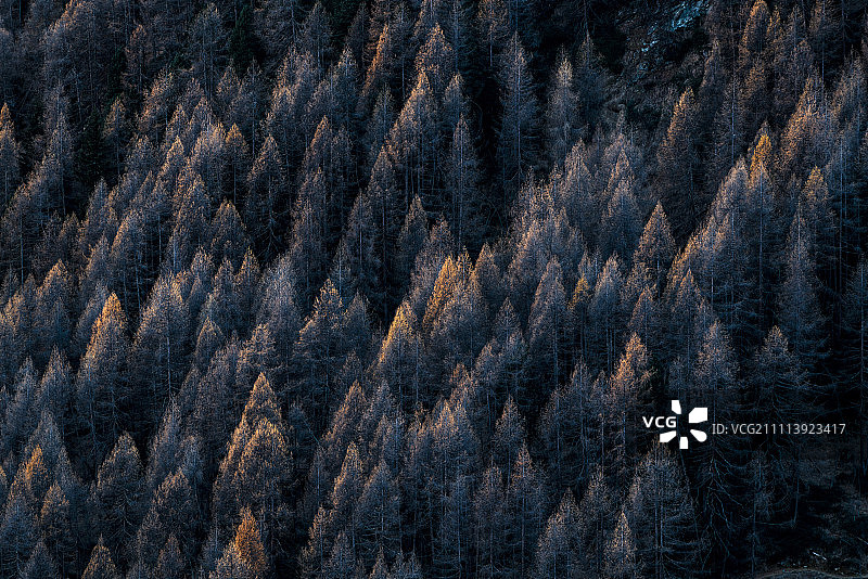 瑞士瓦莱州森林中的绚丽秋色图片素材