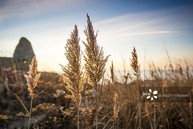 沼泽中的冬季日出图片素材