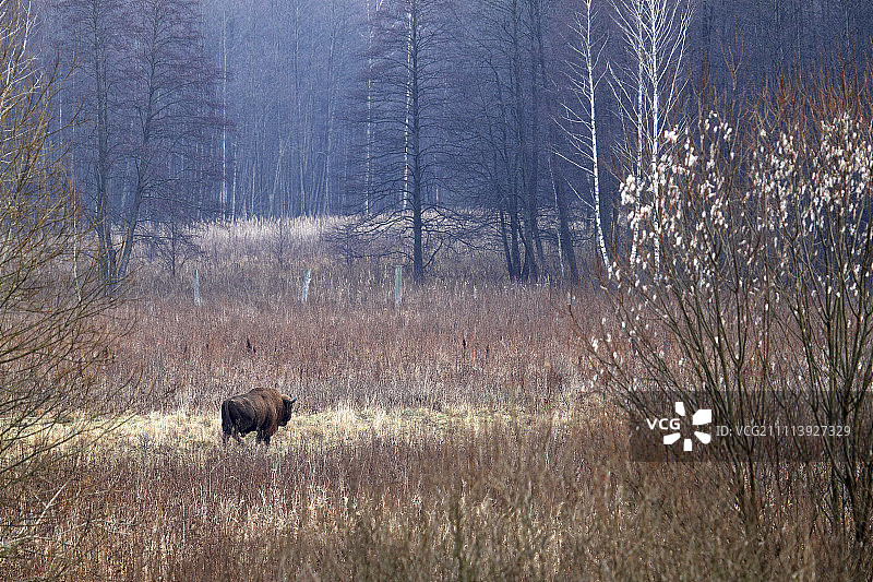 欧洲野牛，波兰比亚沃韦扎国家公园图片素材