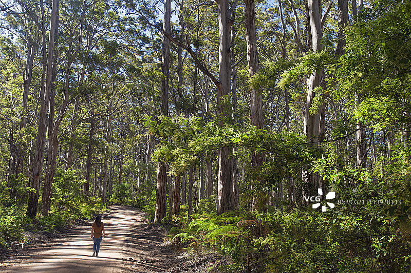 在西澳大利亚卡里森林中穿过土路的徒步旅行的年轻女人图片素材