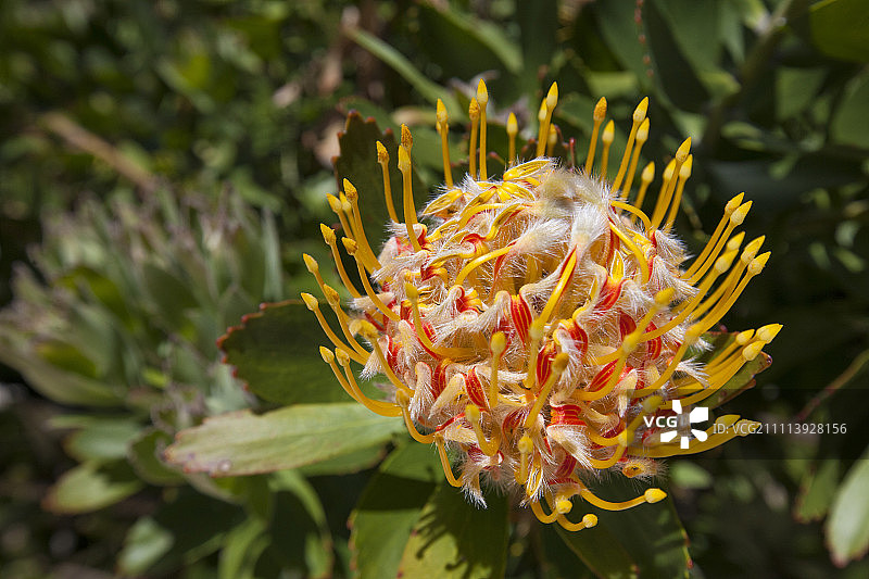 西澳大利亚沃拉塔花的特写图片素材