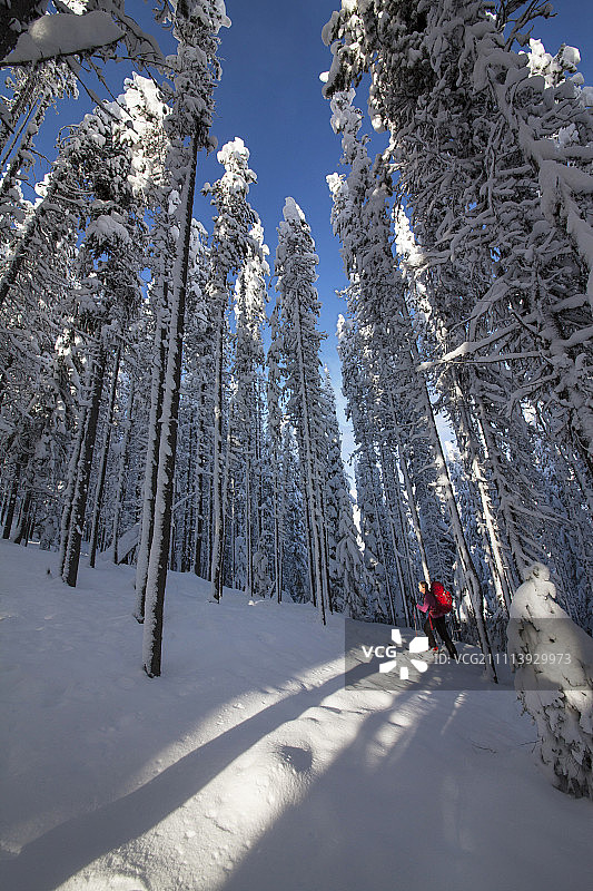 在蒙大拿州洛洛山口森林滑雪的女子图片素材