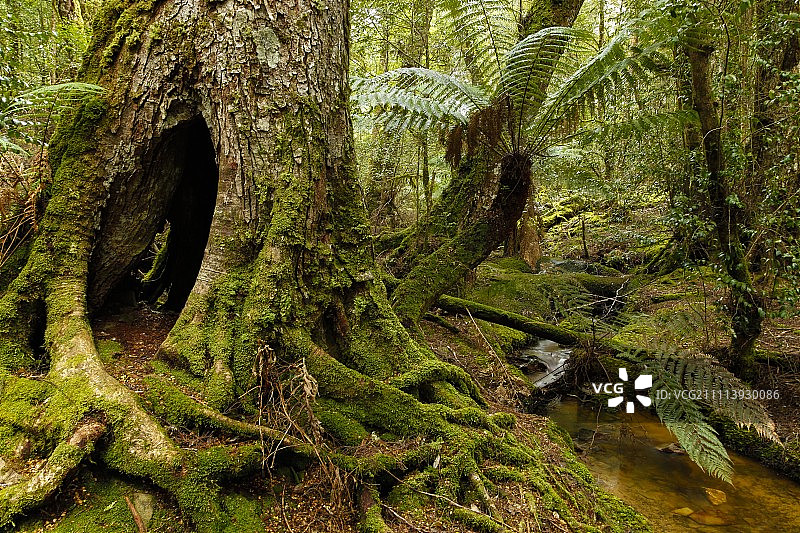 塔斯马尼亚菲尔德山国家公园的温带雨林图片素材