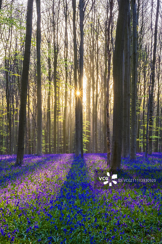 春季山毛榉森林中的阳光与蓝铃花图片素材