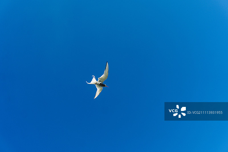 仰视飞翔在蓝色天空中的北极燕鸥图片素材