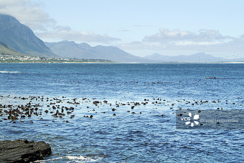 座头鲸游过南非赫曼努斯福尔斯湾海岸图片素材