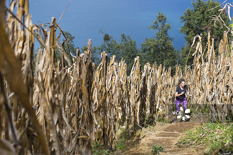 年轻女性越野跑者穿过玉米地，背景是阿蒂特兰湖图片素材