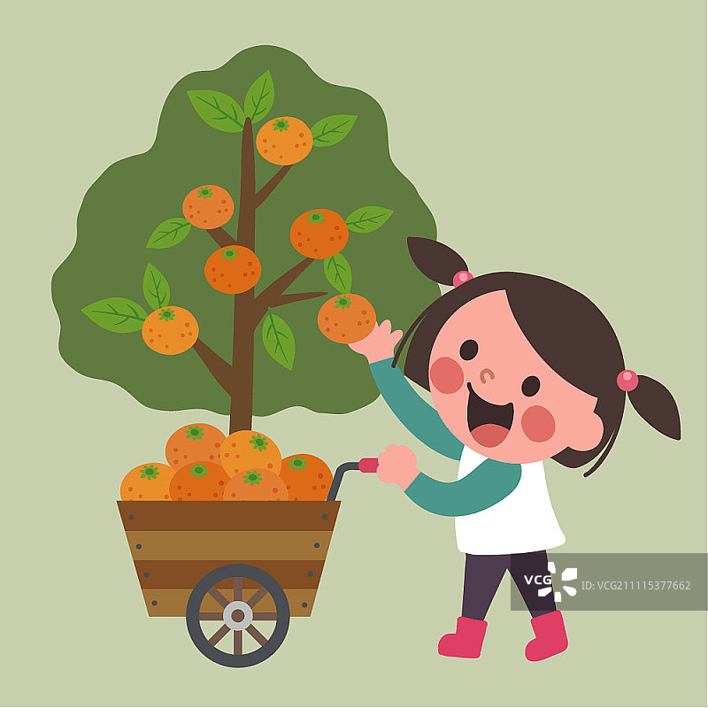 女孩从树上采摘橘子，推着小车图片素材