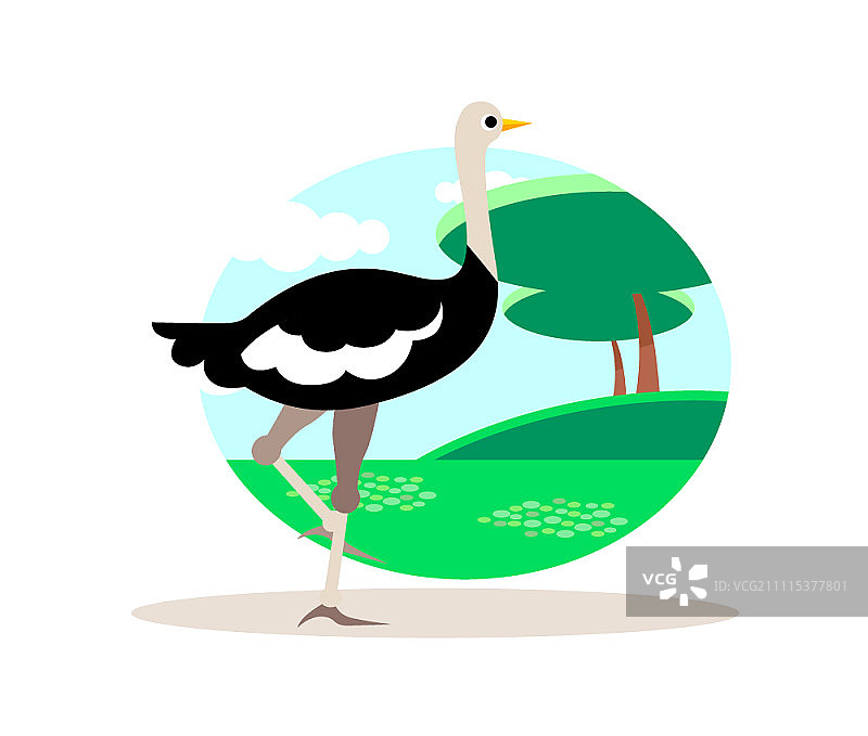 田野中的鸵鸟图片素材