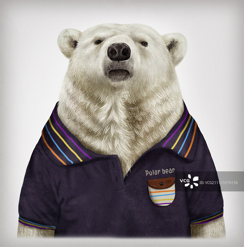 北极熊肖像图片素材