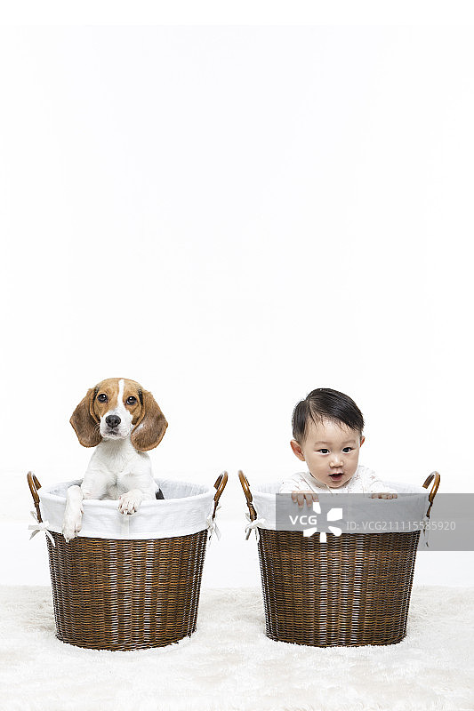 洗衣篮里的婴儿和小狗图片素材