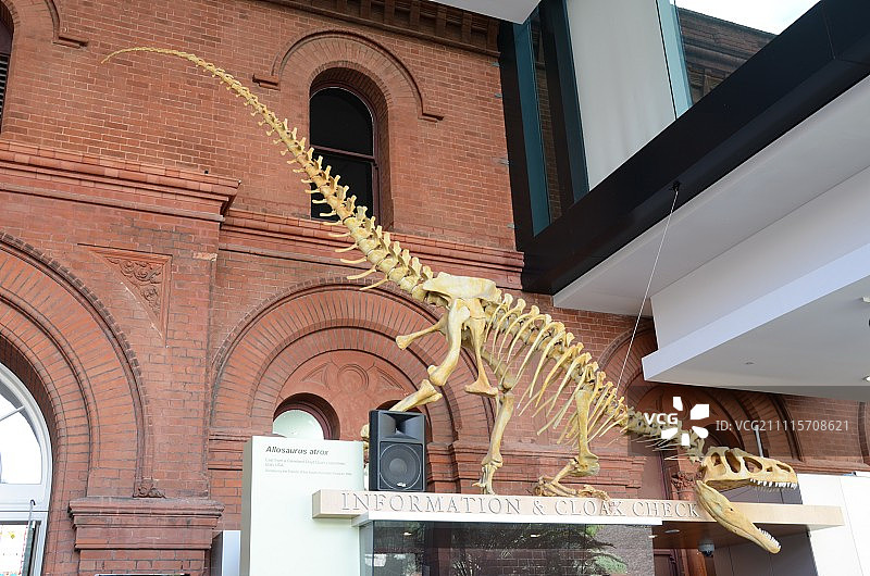 南澳大利亚博物馆展出的恐龙骨骼图片素材
