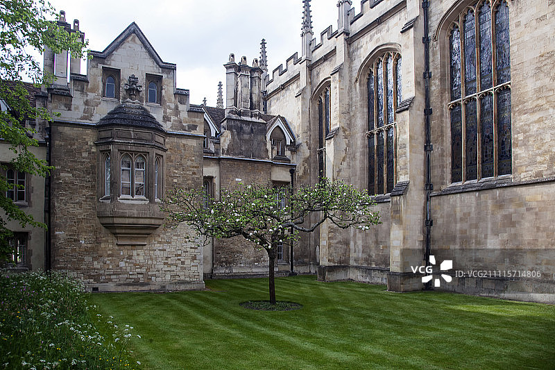 剑桥苹果树图片素材
