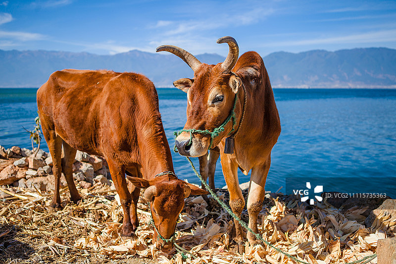 洱海边的黄牛图片素材