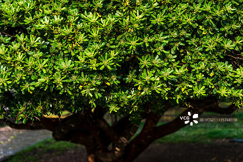 黑山科托尔的海桐树图片素材