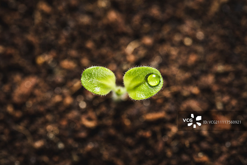 幼苗特写图片素材