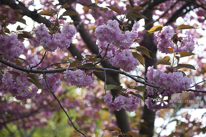 北海道神宫内的樱花园盛开的樱花图片素材