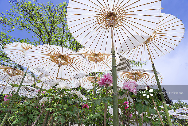 油纸伞下的牡丹，牡丹园，乙训寺，长冈京市，日本京都府图片素材