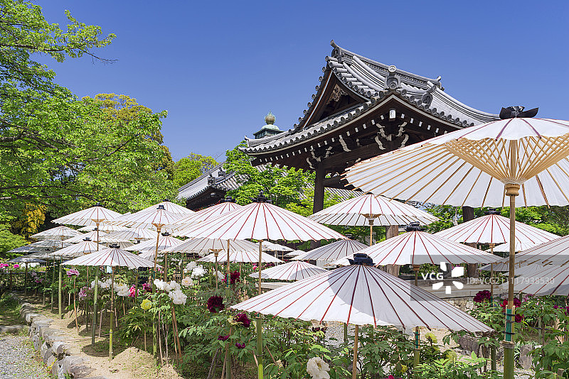 日本京都府长冈京市乙训寺牡丹园的钟楼和牡丹图片素材