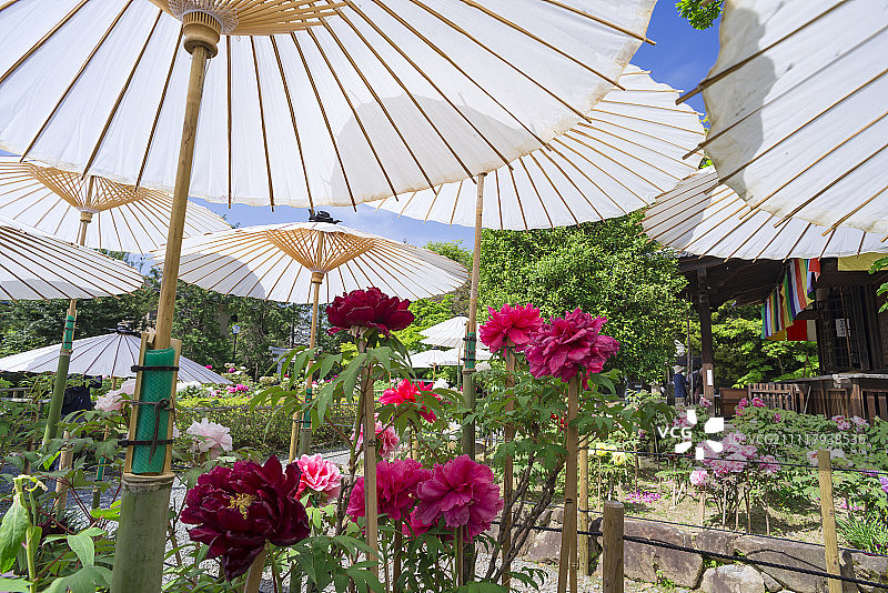 油纸伞下的牡丹，牡丹园，乙训寺，长冈京市，日本京都府图片素材