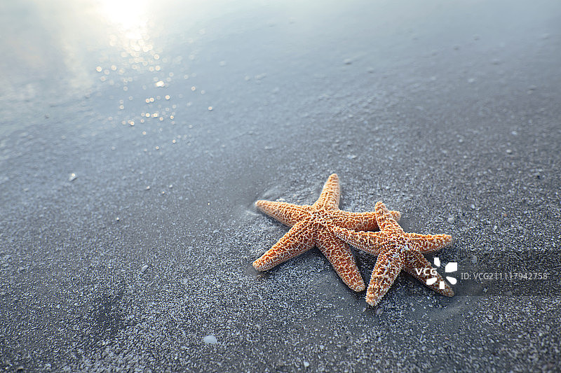 海滩上的两只海星图片素材