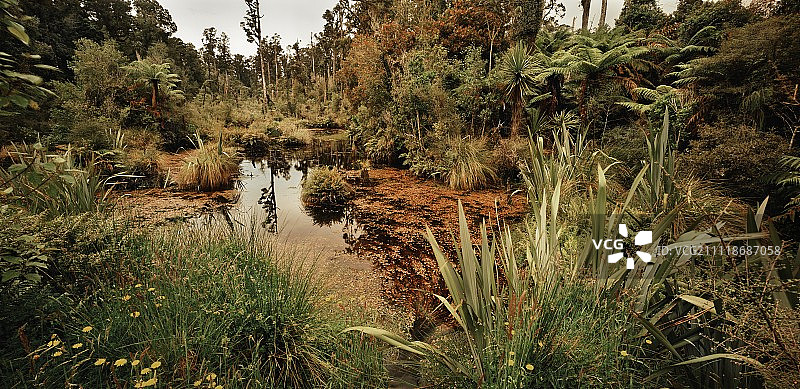茂密的热带水道图片素材