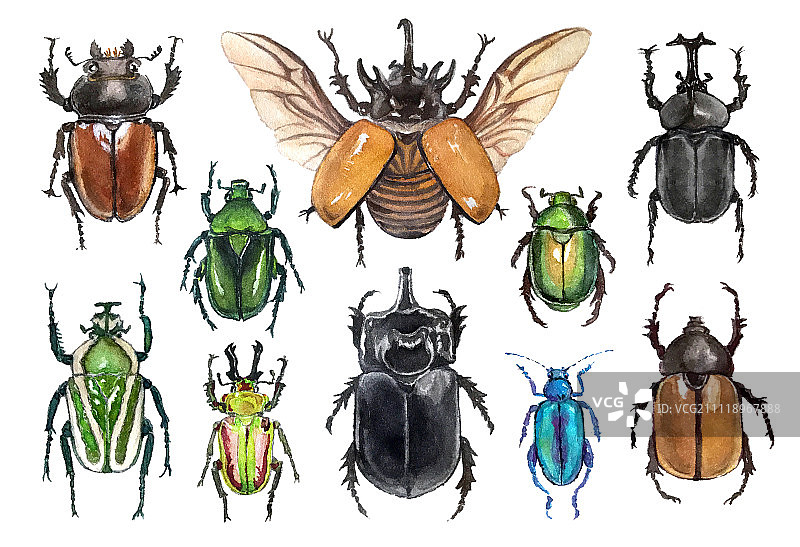 甲虫水彩图片素材