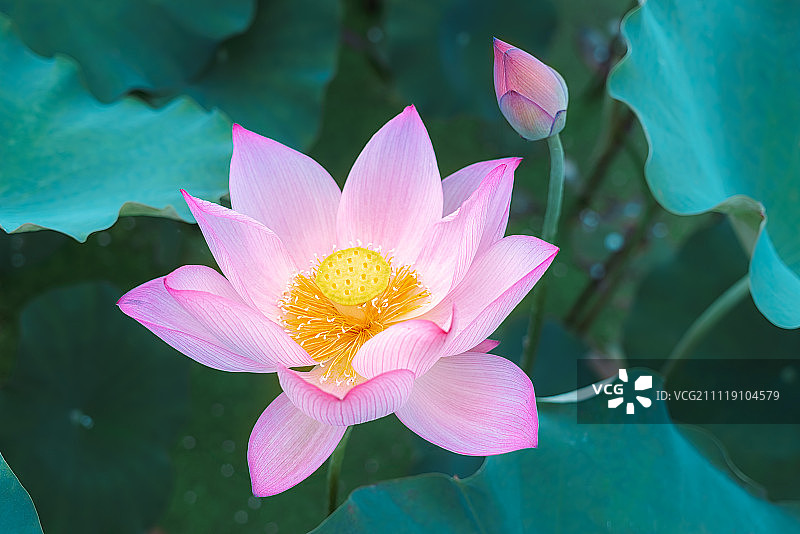 盛放的荷花图片素材