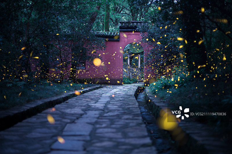 南京灵谷寺萤火虫图片素材