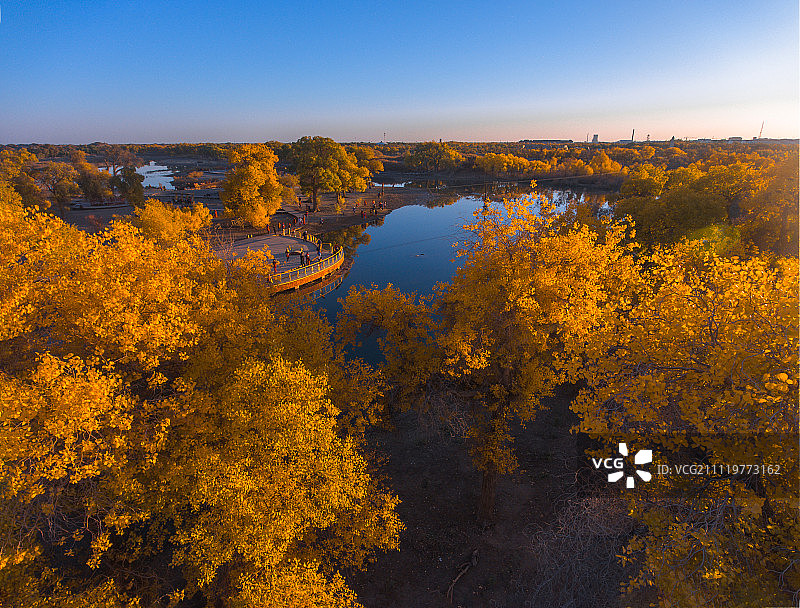 航拍胡杨林图片素材